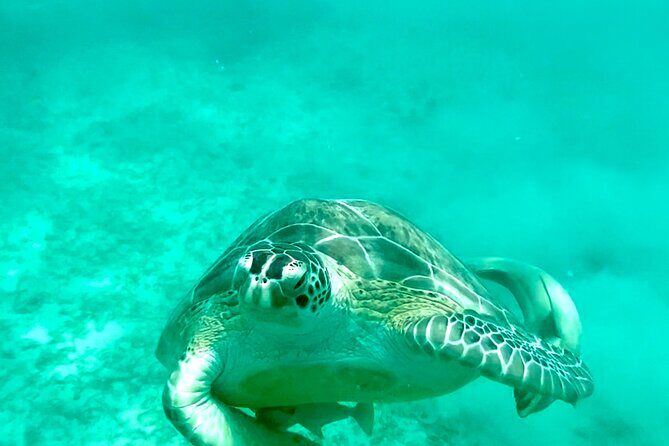 Private Luxury Catamaran Half Day Charter - What Makes This Tour Special?