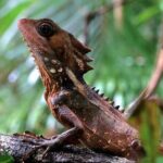 Private Luxury Daintree Dream Tour All Inclusive - The Experience Value: Is It Worth the Price?