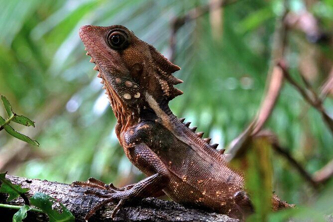 Private Luxury Daintree Dream Tour All Inclusive - The Experience Value: Is It Worth the Price?