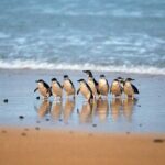 Private Melbourne Tour: Phillip Island and Chocolate Factory - Breaking Down the Itinerary