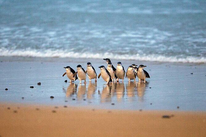 Private Melbourne Tour: Phillip Island and Chocolate Factory - Breaking Down the Itinerary