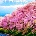 Private Mount Fuji sightseeing Day trip with English Guide - Deep Dive Into the Itinerary