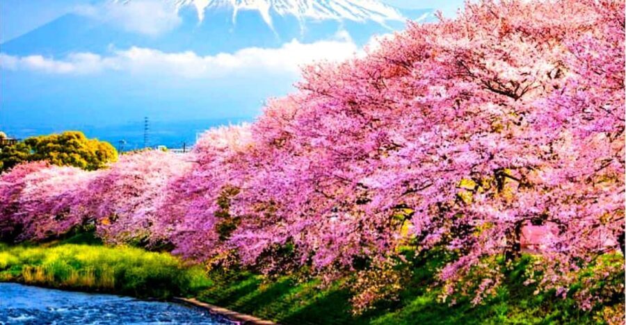 Private Mount Fuji sightseeing Day trip with English Guide - Why Choose This Tour?