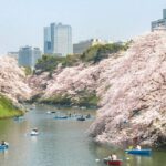 Private Must-see Sakura Journey in Tokyo City - The Logistics and Price Point