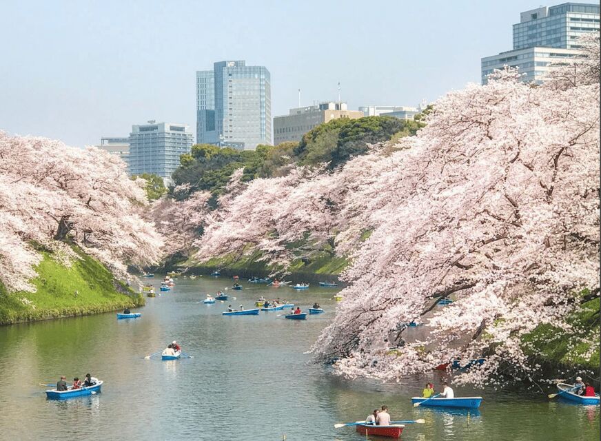 Private Must-see Sakura Journey in Tokyo City - The Logistics and Price Point