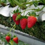 Private Nami Island and Organic Strawberry Farm Tour - Exploring the Itinerary in Detail