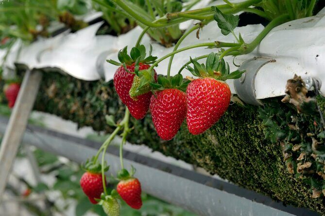 Private Nami Island and Organic Strawberry Farm Tour - Who Will Love This Tour?  