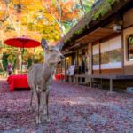 Private Osaka Nara & Katsuo-ji Temple Minoh Tour With Guide - Deep Dive into the Itinerary