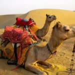 Private Overnight Safari Tour with Camel Ride - Practical Tips for Future Travelers