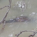 Private Proboscis Monkey Tour - The Experience: What Makes it Special?