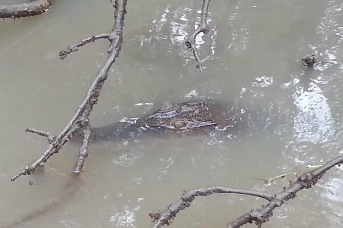 Private Proboscis Monkey Tour - The Experience: What Makes it Special?