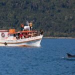 Private: Samana: Bay of Samaná Whale Watching Experience - Practical Details That Matter