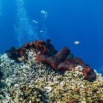 Private Snorkeling Start Gili Meno and Explore 4 Spots with GoPro - Why This Tour Might Be Right for You