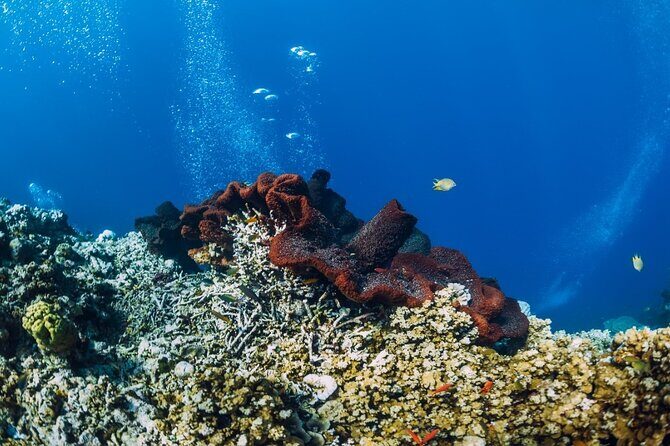 Private Snorkeling Start Gili Meno and Explore 4 Spots with GoPro - Why This Tour Might Be Right for You