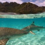 Private Snorkeling Trip on a Polynesian Outrigger - Why Choose This Tour? The Value Proposition