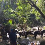 Private Tour Biausevu Waterfall and Fijian Village Experience - An In-Depth Look at the Tour Experience