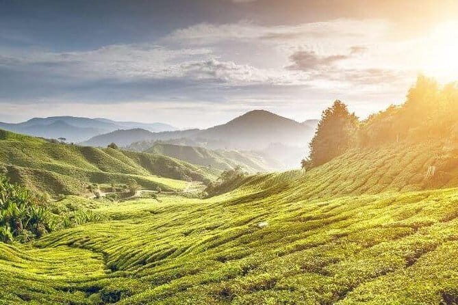 Private Tour : Cameron Highland Day Trip from Kuala Lumpur - Practical Aspects of the Tour