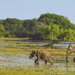 Private Tour from Ella to Hiriketiya with Yala Safari - Is It Worth It?