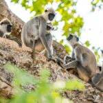 Private Tour from Ella to Tangalle with Udawalawe Safari - Authentic Insights from Reviewers