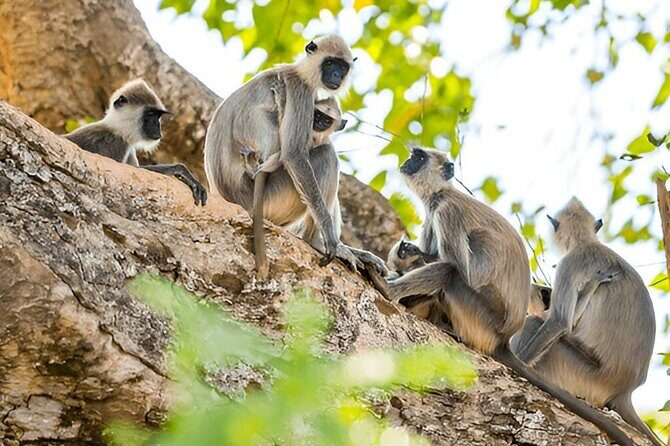 Private Tour from Ella to Tangalle with Udawalawe Safari - Authentic Insights from Reviewers