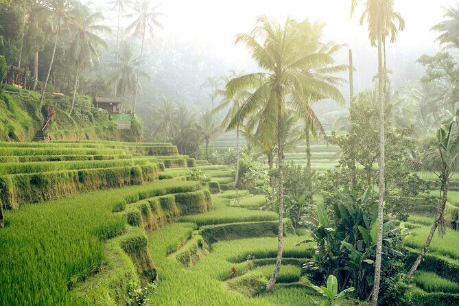 Private Tour Highlights of Ubud - In-Depth Itinerary Breakdown