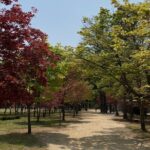 [Private Tour] Nami Island+Morning calm Garden+Petite France - An In-Depth Look at the Itinerary