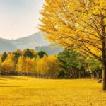 [Private Tour] Nami Island+Morning calm Garden+Petite France - Pricing and Value