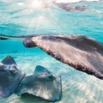 Private Tour Starfish Point, Stingray City, Coral Garden - What Sets This Tour Apart?