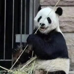 Private Tour to Mutianyu Great Wall and Panda House - Visiting the Panda House