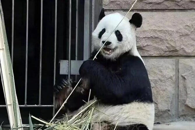 Private Tour to Mutianyu Great Wall and Panda House - Visiting the Panda House
