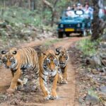 Private Tour to Ranthambore Tiger Reserve from Jaipur - Understanding the Value and Practicalities