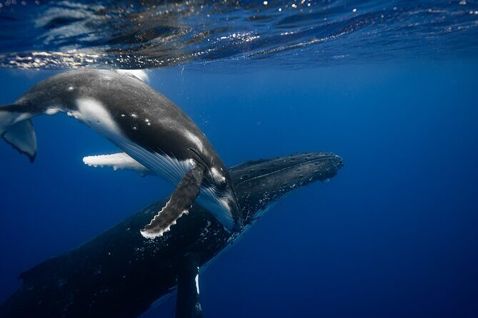 Private tour whale watching and snorkeling in Moorea - Final Thoughts: Is It Worth It?