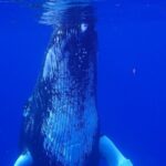 Private Tour Whale Watching Half Day Tour - Who Should Consider This Tour?