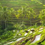 Private Tours: Tegallalang With Monkey Forest And Water Fall - Who Will Love This Tour?