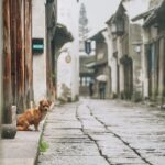 Private Transfer between Wuzhen Water Town and Shanghai City Center - Detailed Breakdown of the Experience