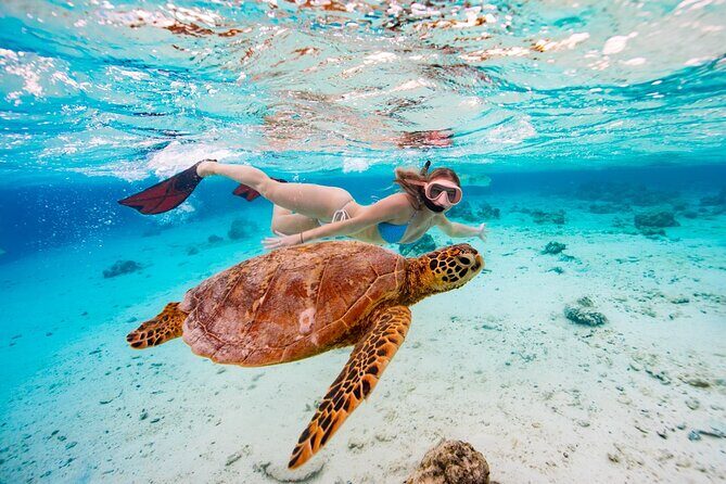 Private Turtle and Ray Tour Rarotonga - Why Choose This Tour?