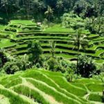 Private Ubud Highlights Midday Tour with Flexible Pickup - Transport, Guides, and Overall Value
