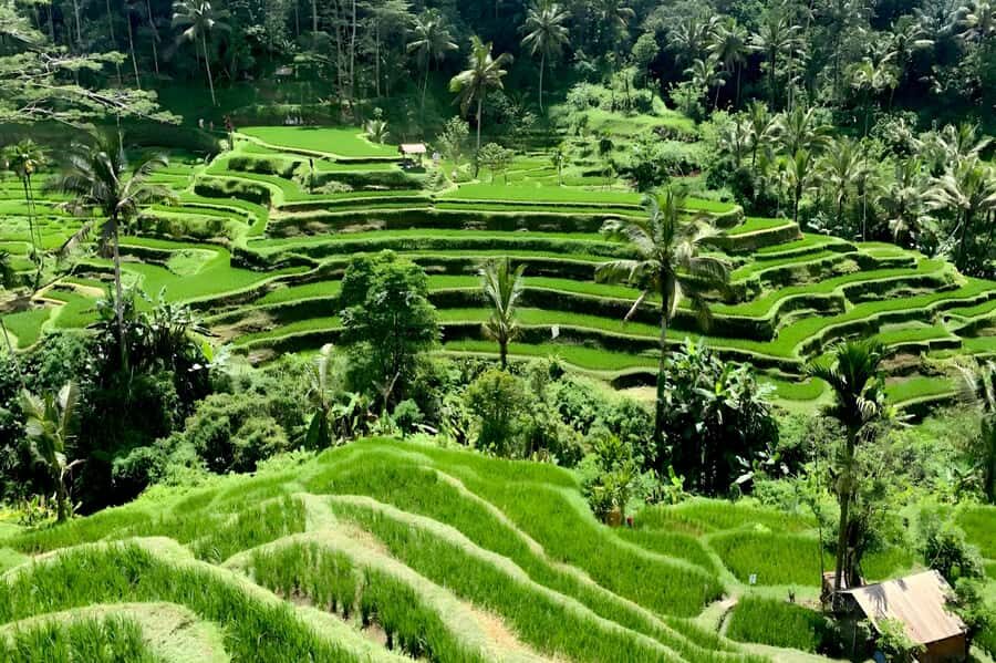Private Ubud Highlights Midday Tour with Flexible Pickup - Transport, Guides, and Overall Value