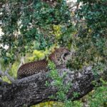 Private Wildlife Safari in Yala National Park Sri Lanka - Final Thoughts