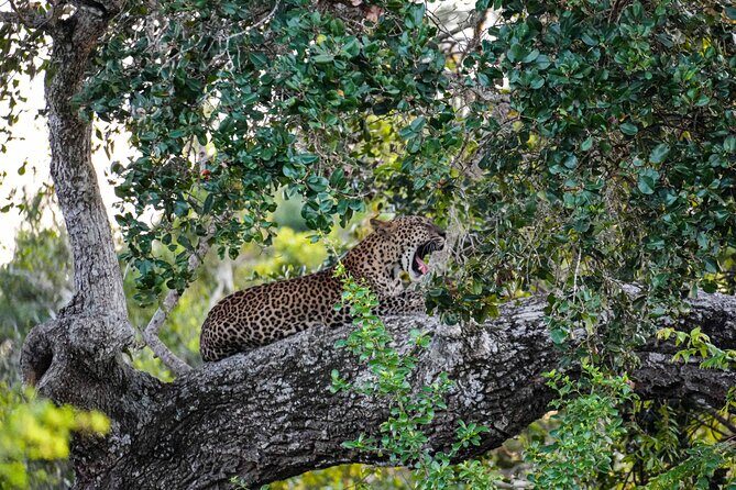 Private Wildlife Safari in Yala National Park Sri Lanka - Final Thoughts