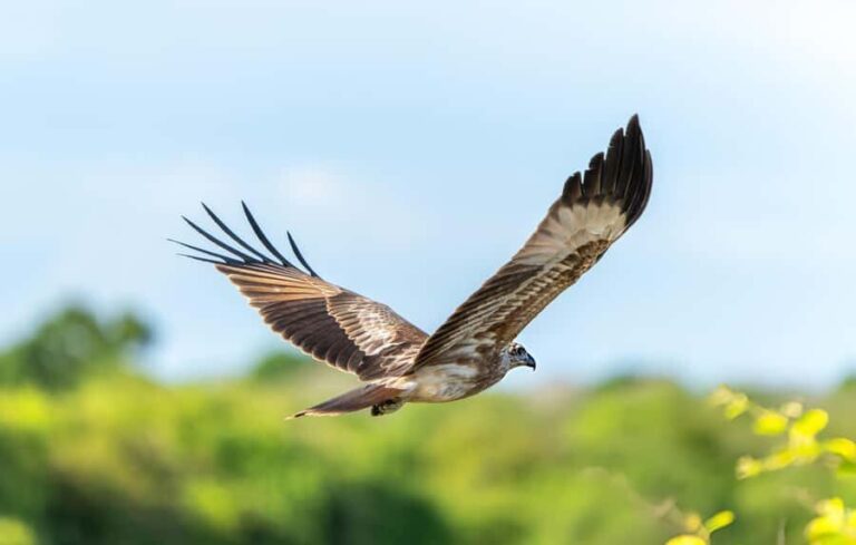 Private Yala Safari from Galle  Eco Jeep Adventure - The Itinerary in Detail