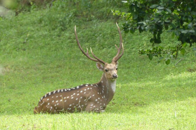 Private Yala Safari Full or Half Day Leopard Tour - The Sum Up