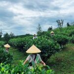 Puer Tea Picking and Tasting Morning Trip - Authentic Insights from Reviewers