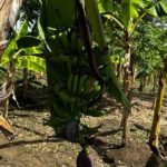 Puerto Plata Sightseeing and Countryside | Amber Cove & Taino Bay - Strolling Pink Street and Umbrella Street