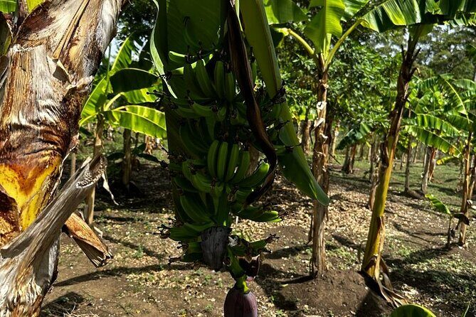 Puerto Plata Sightseeing and Countryside | Amber Cove & Taino Bay - Strolling Pink Street and Umbrella Street