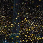 Puerto Princesa Firefly Watching (shared tour) - An In-Depth Look at the Firefly Watching Tour