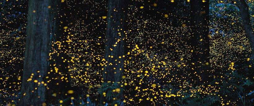 Puerto Princesa Firefly Watching (shared tour) - An In-Depth Look at the Firefly Watching Tour
