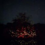 Puerto Princesa: Firefly Watching Tour with Dinner - What Works Well