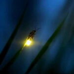 Puerto Princesa: Firefly Watching Tour with Dinner - Frequently Asked Questions