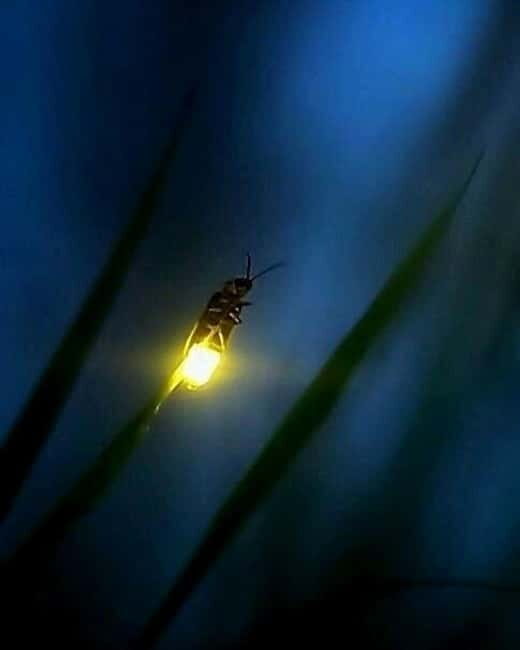 Puerto Princesa: Firefly Watching Tour with Dinner - Frequently Asked Questions